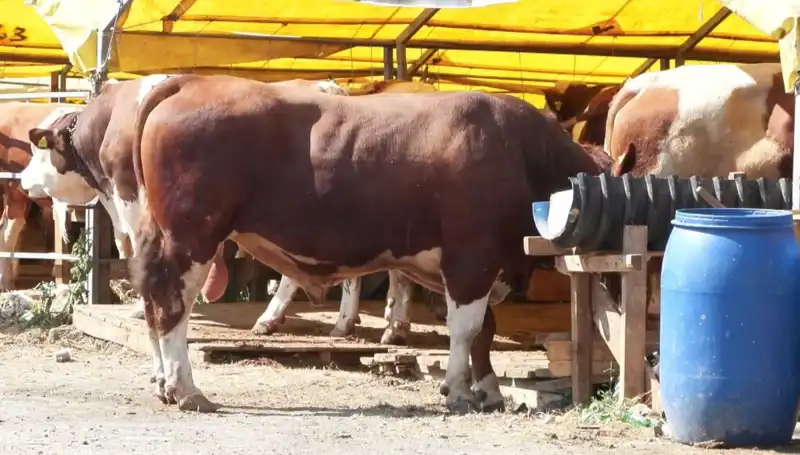 Kurban Pazarlarında Bu Yıl Beklenenden Fazla Hareketlilik Yaşanıyor!