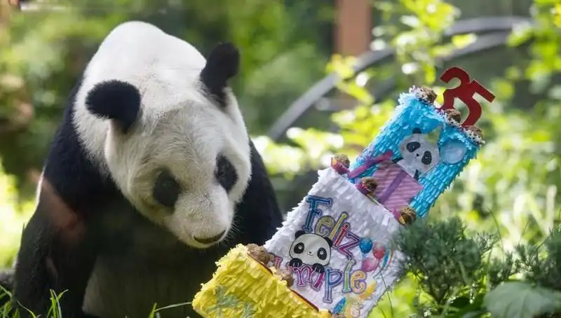 Dev Panda Xin Xin, 35 Yaşına Bastı: Kutlama Törenindeki Eğlenceli Anlar