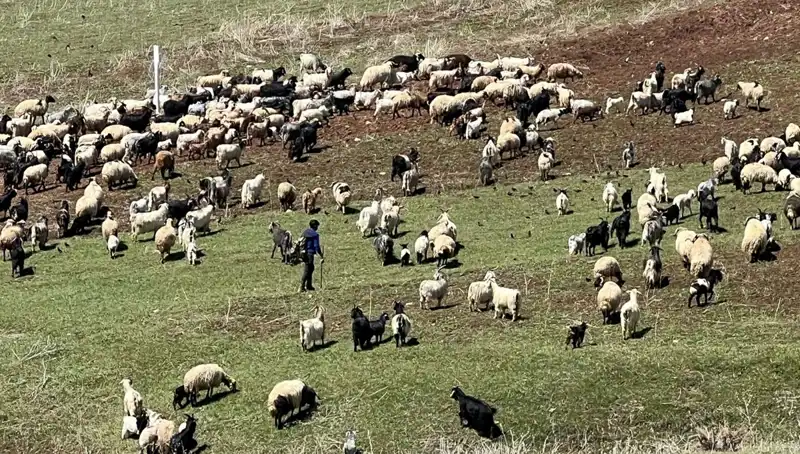 70 Bin Lira Maaşı Beğenmeyen Çobanlar: Tarım Sektöründeki Krizin Derinleşmesi