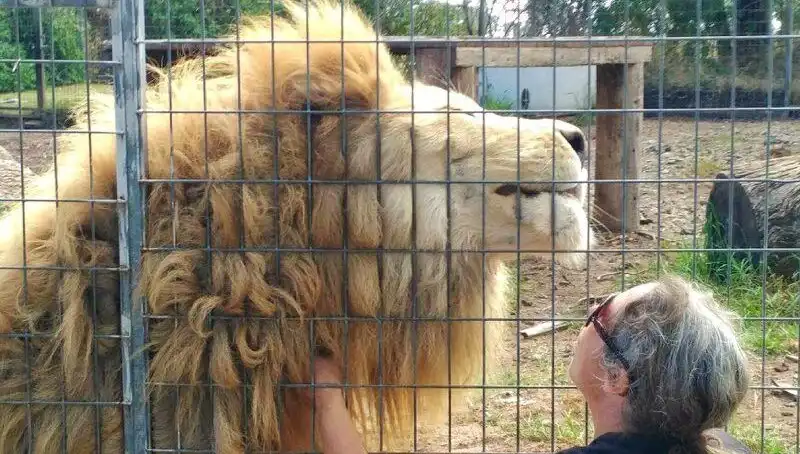 Avustralya'da Korkunç Aslan Saldırısı: Kadının Kolunu Kafesin İçinden Kapıldı!