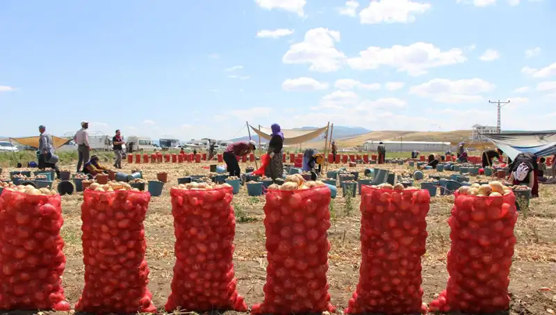 Dünyayı Sarı İle Dolduran Amasya Elması: Tatlılığıyla Dikkat Çekiyor