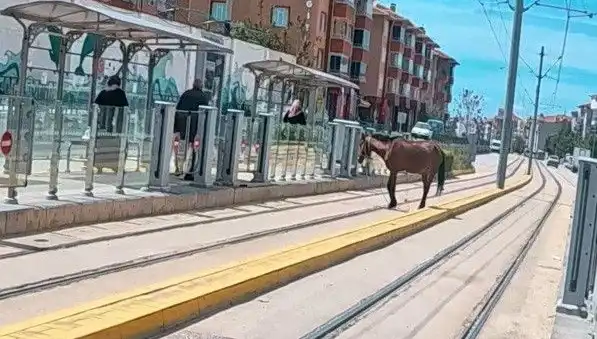 Eskişehir Tramvay Raylarında Başından Geçeni Bilmeyen At Şaşkınlığı