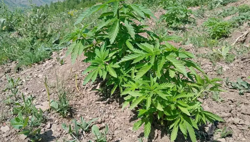 Bingöl'de Kenevir ve Kaçak Tütün Operasyonu: Çarpıcı Gelişmeler