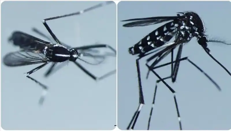 Chikungunya Virüsü Nedir? Belirtileri ve Görüldüğü Ülkeler Hakkında Bilmeniz Gerekenler