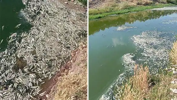 Karasu Çayı'ndaki Balık Ölümleri: Nedenleri ve Alınacak Önlemler