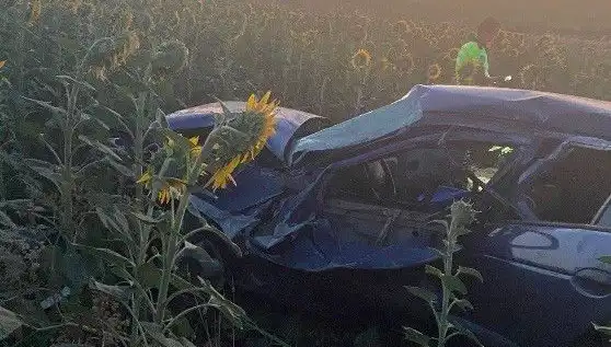 Otomobil Ayçiçeği Tarlasına Devrildi: Yaralılar ve Sorular Bıraktı