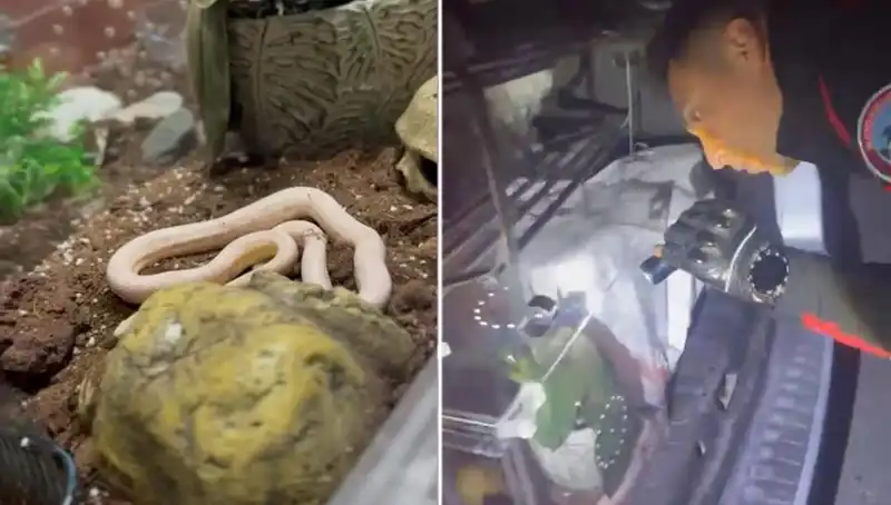 Mersin'de Devriye Ekiplerinin Şaşkına Döndüğü Olay: Yılanlar Arka Koltuktan Çıktı!