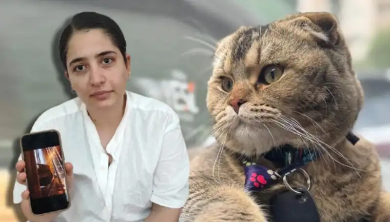 Evli Çiftin Kaderi Bir Kedinin Patilerine Bağlı: Şok Eden Açıklama!