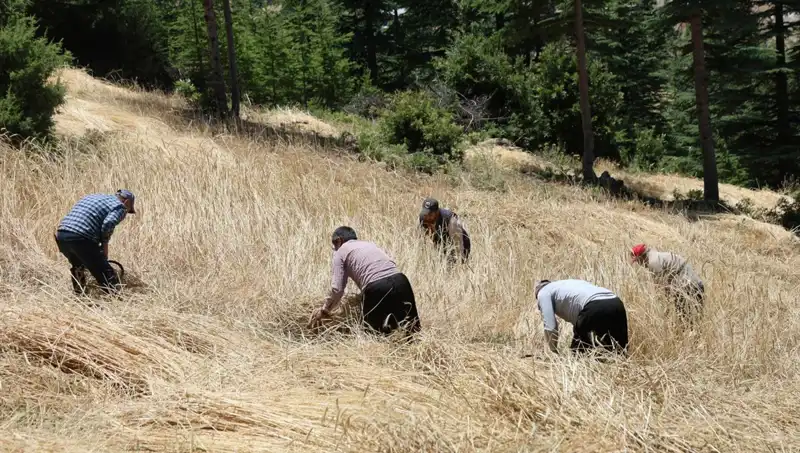 Teknolojinin Ulaşamadığı Tarla: Geleneksel Hasat Yöntemleri Hız Kazandı