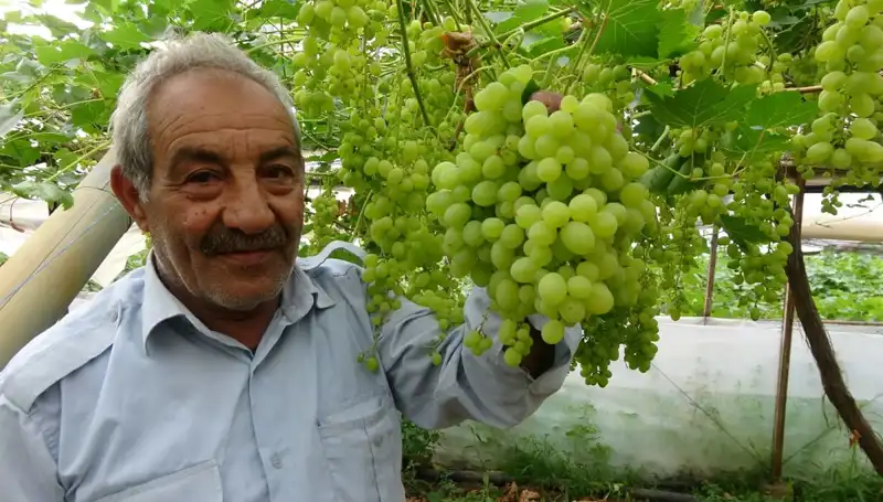 Zirai Don Olayı Meyve Fiyatlarını Büyü Bozdu: İlk Ürünler 250 TL ile Satıldı