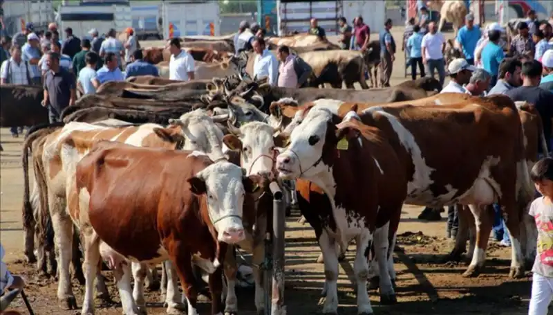 2025 Kurbanlık Fiyatları Açıklandı: Hangi İlde Ne Kadar?