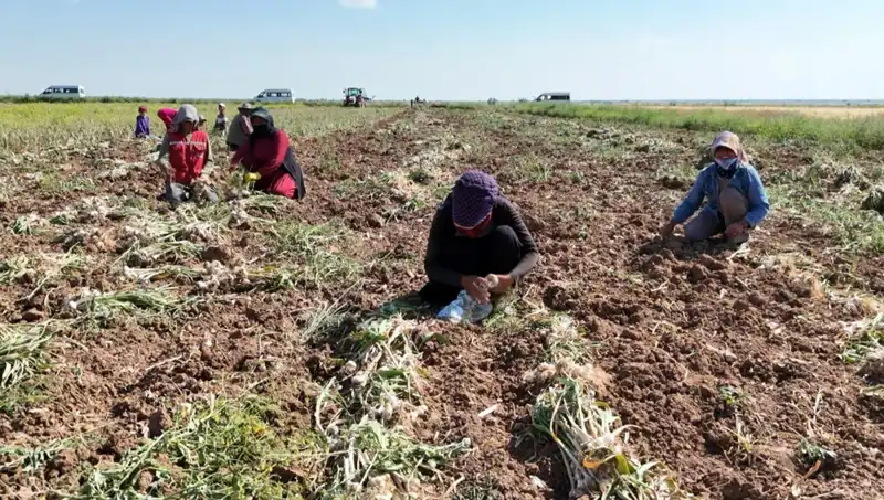 Rusya, Almanya ve İspanya'nın Antibiyotiği Hasat Başladı: Sağlık İçin Yeni Bir Dönem