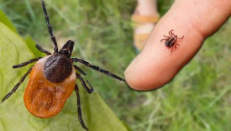 Kene Isırmalarında Riskler ve Alınması Gereken Önlemler