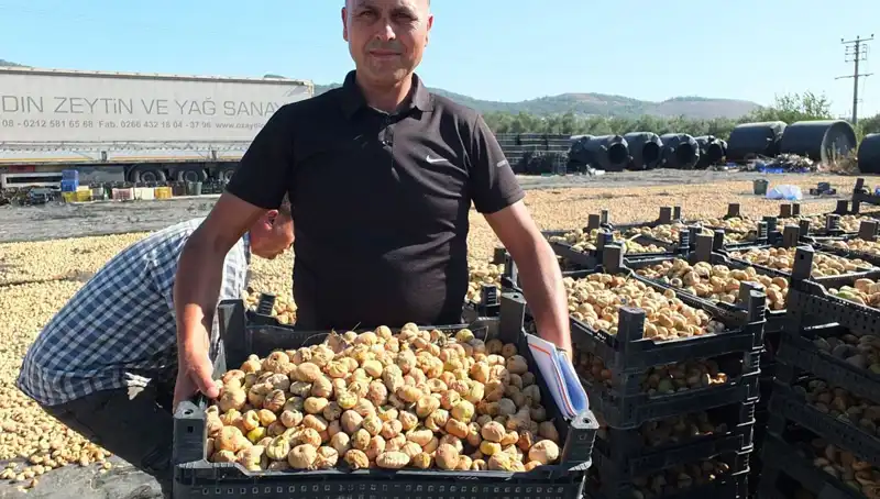 Balıkesir'de Hasat Sezonu Açıldı: Çin ve Rusya İçin Üretim Artıyor