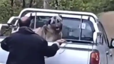 Trabzon'da Şok Edici Olay: Köpeğine Halatla Şiddet Uyguladı!