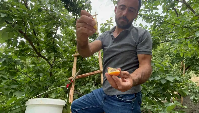 50 TL ile 70 TL Arasında Alıcı Buluyor: Tadı Damaklarda İz Bırakan Lezzet