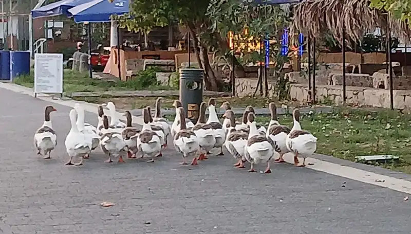 Denizde Yüzdükten Sonra Kümese Kapatılan Kazlar ve Traji komik Hikayesi