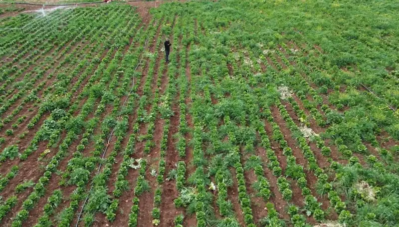 Kuraklık Marul Hasadını Tehdit Ediyor: Üreticiler Üzüntüyle İzliyor