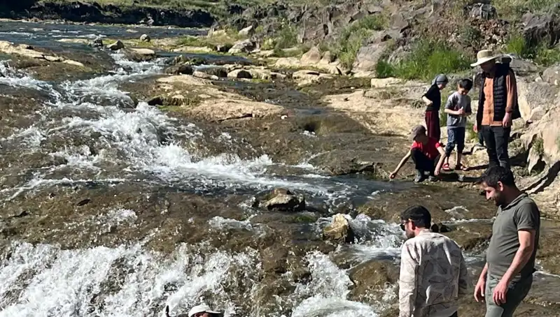 İnci Kefali Göçü: Doğanın Harikası Turunçgillerle Doldu Taştı!