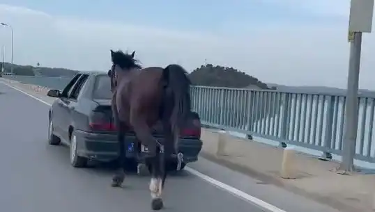 Adana'da Ata Eziyet Eden Kişi Tutuklandı: Hayvan Hakları İçin Mücadele