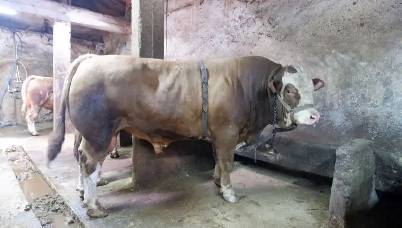 Dünyanın En Ağır Pazarı: 1 Ton 200 Kilo Ürün Alıcı Buldu!