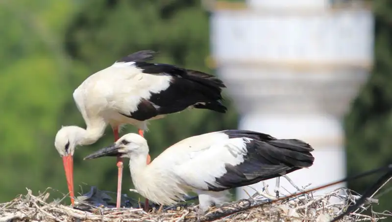 Leylek Köyü: Yaren Leyleğini Kıskandıracak Bir Habitat
