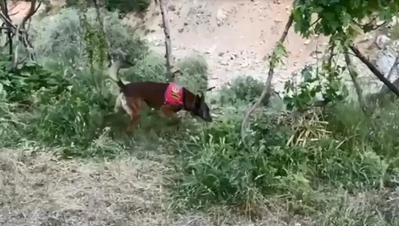 Dere Kenarında Bulunan Esrar: Dedektör Köpeğin Başarısı