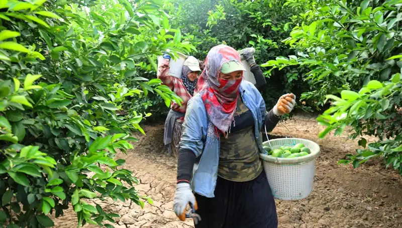 Marketlerde Kilosu 150 Lirayı Aşan Ürünlerin Fiyatı Düşecek Mi?